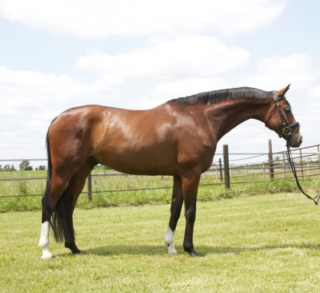 This Week Only Free Horses For Sale In Michigan - wfc7yji